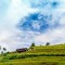 VIETNAM GRAND TOUR 21 DAYS 20 NIGHTS from 820 USD/person only